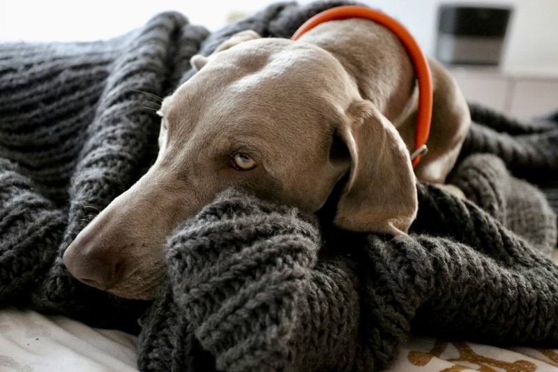 short-coated brown dog