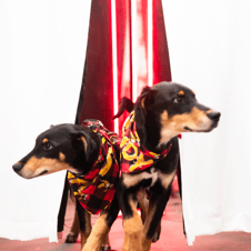 Picture of Duke and Dutchess of Dandy