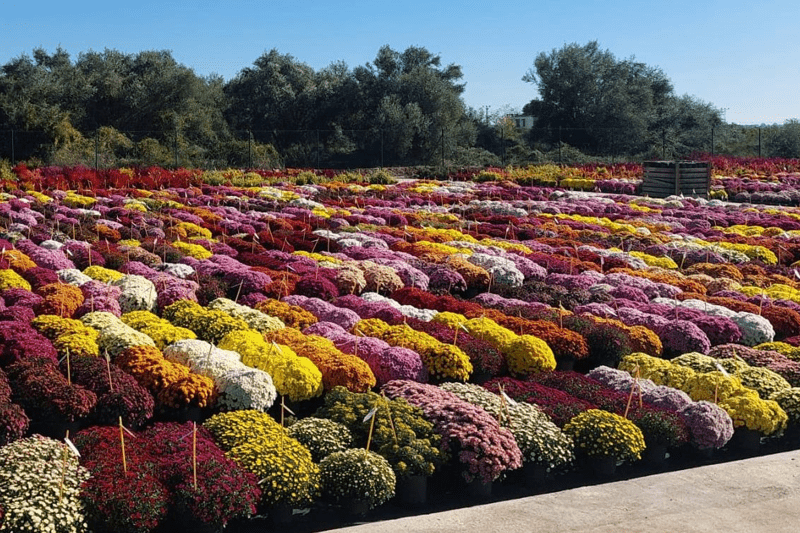 Junior Agronomist Engineer image