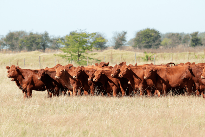 Ejecutivo Comercial – Certificación de Bienestar Animal image