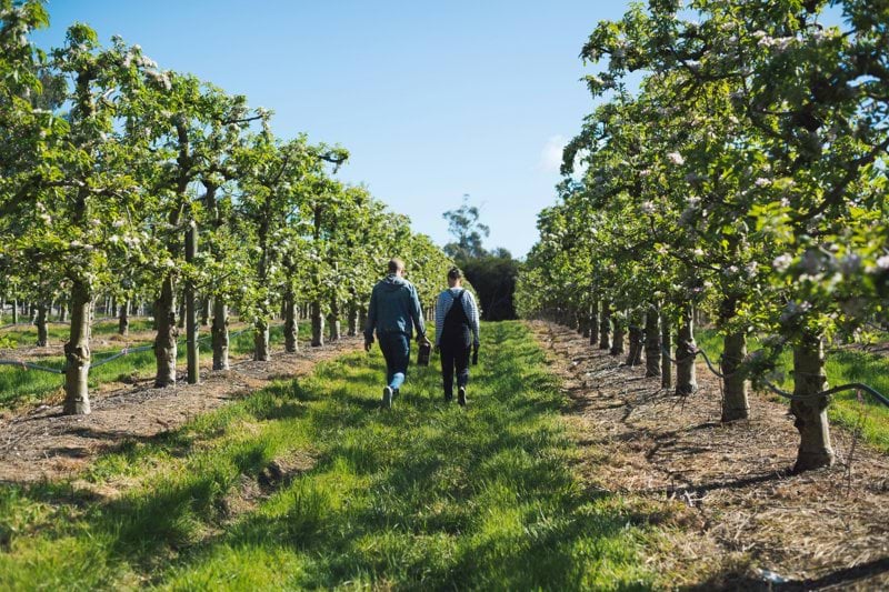 Jefe contraparte SAG image