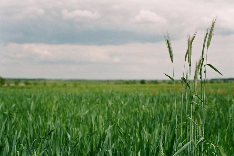 Encargado para Criadero de Cerdos de Producción Intensiva image