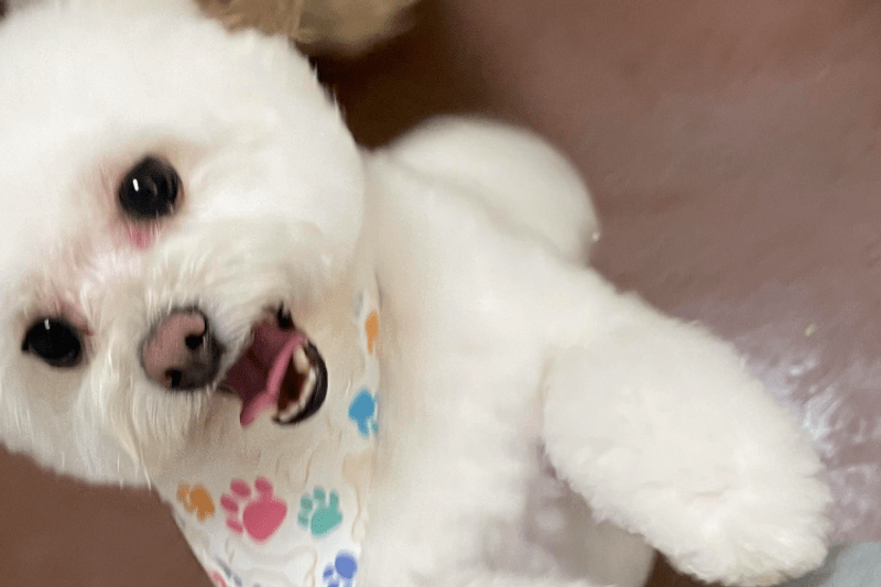 Research Reporter, USPFT image