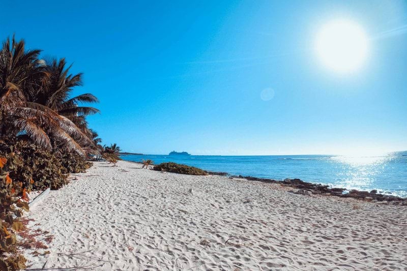 green palm tree on white sand beach during daytime