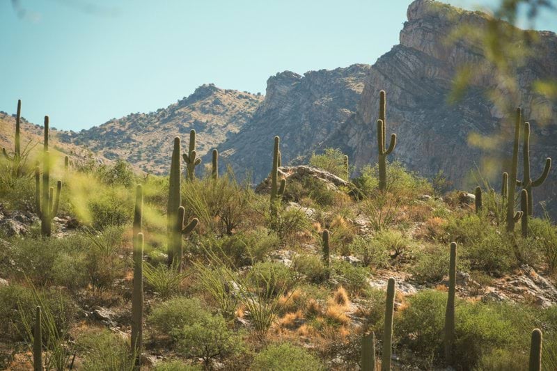 a large mountain with a bunch of cactus in the foreground