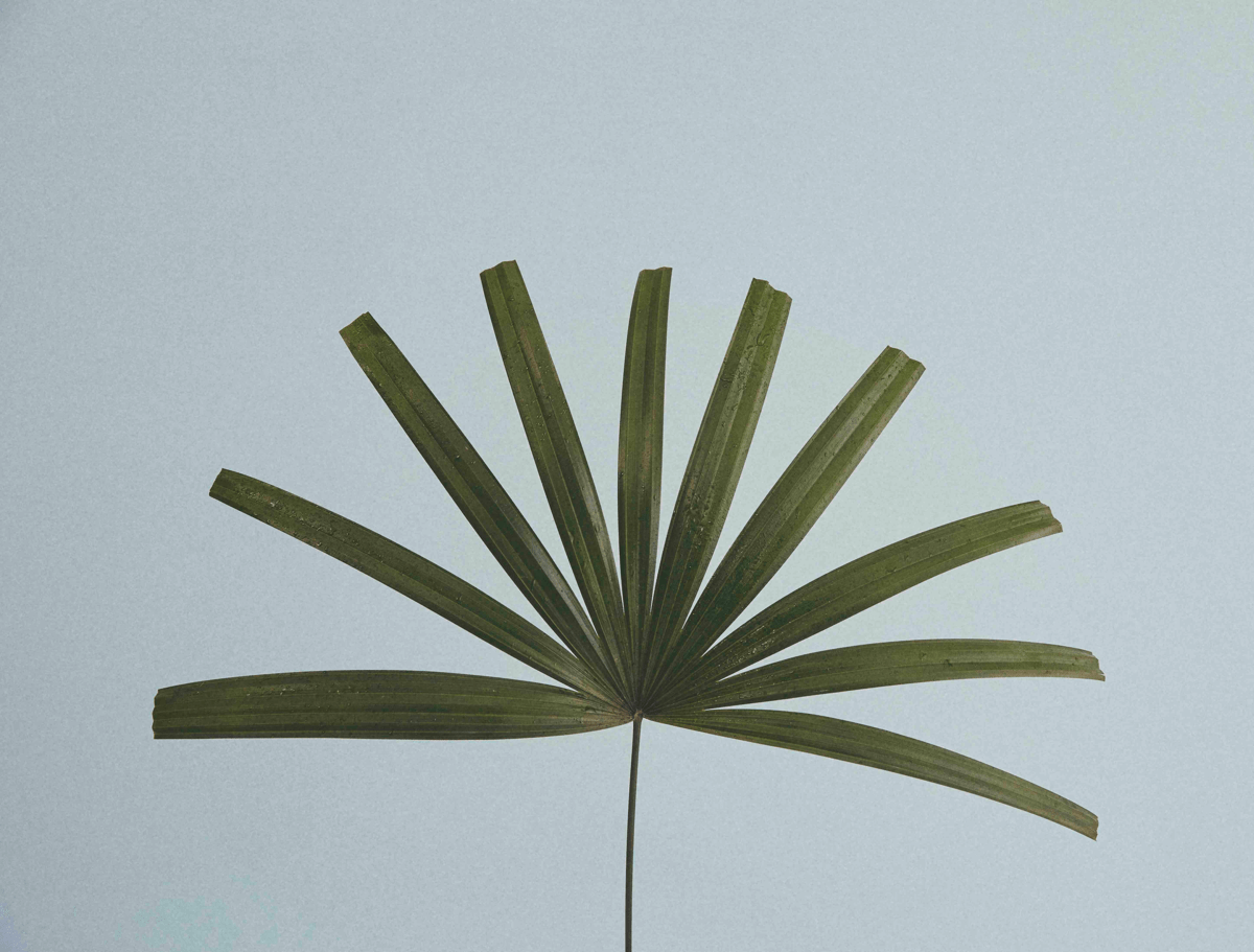 Mood Bild zur wellnest Marke