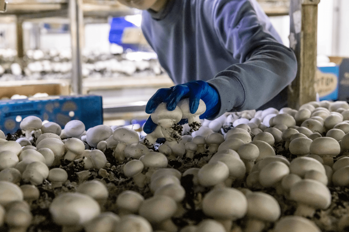 Harvesting Meadow Mushrooms
