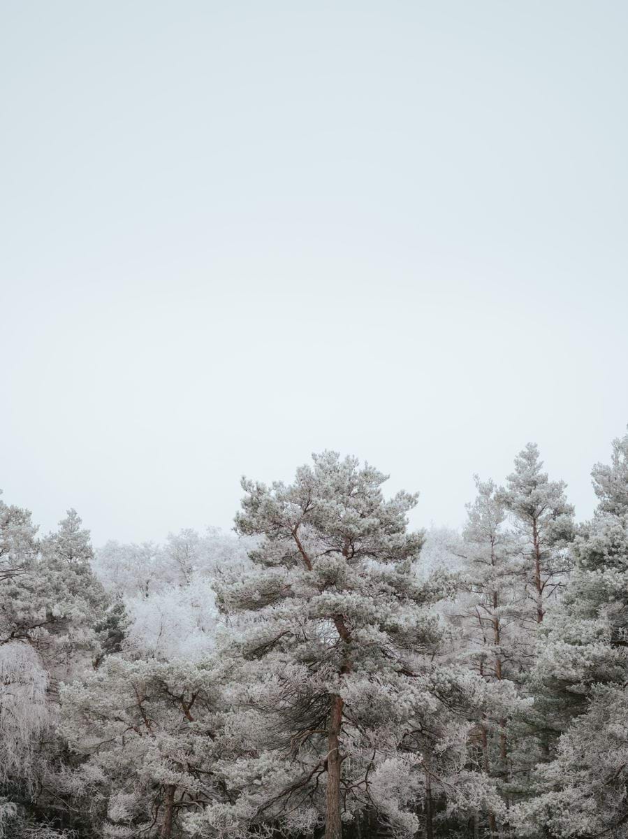 a forest filled with lots of trees covered in snow