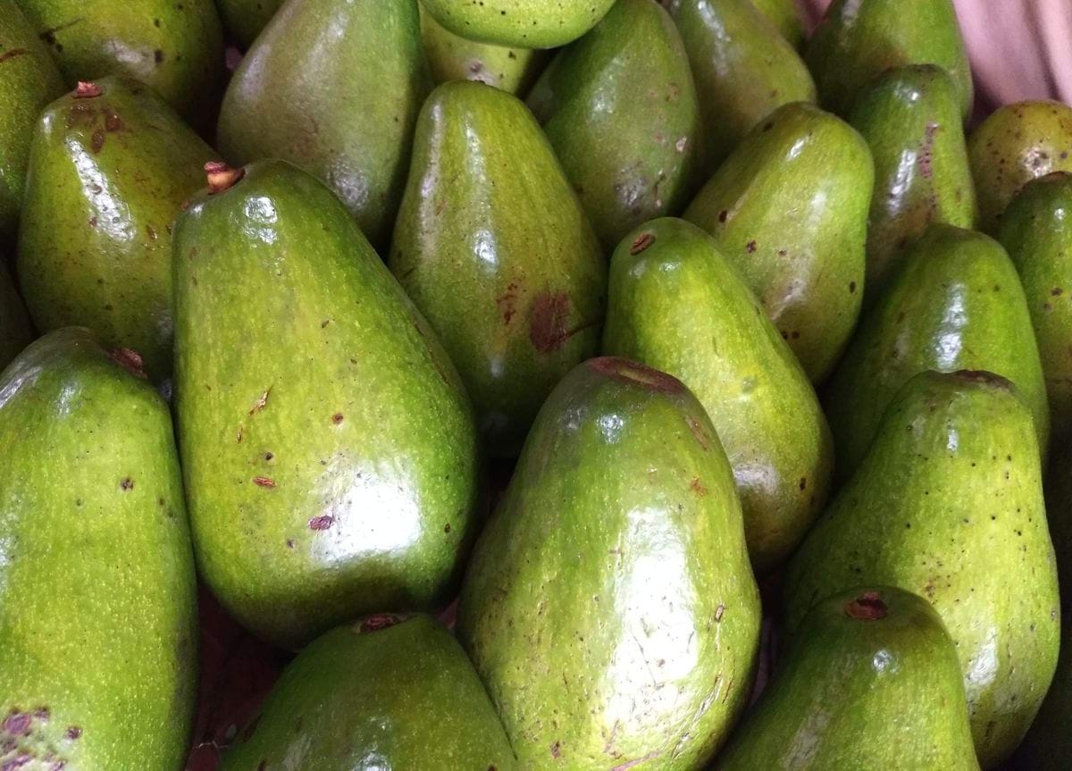 a pile of green pears sitting next to each other