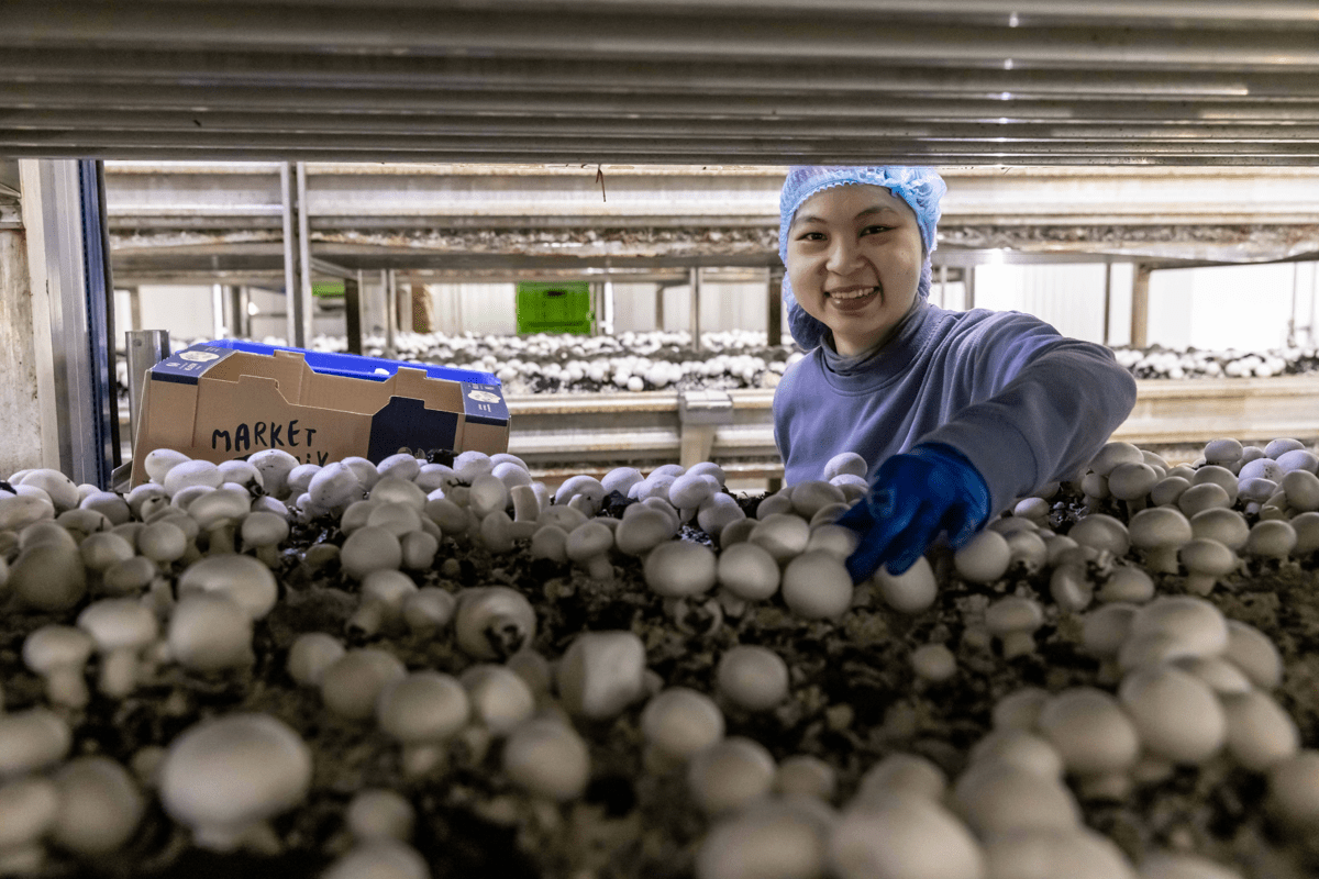 Harvesting Meadow Mushrooms