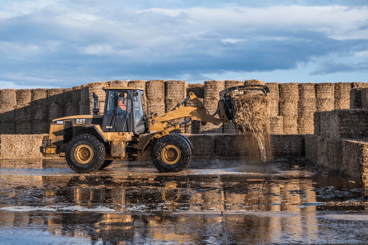 Production Meadow Mushrooms
