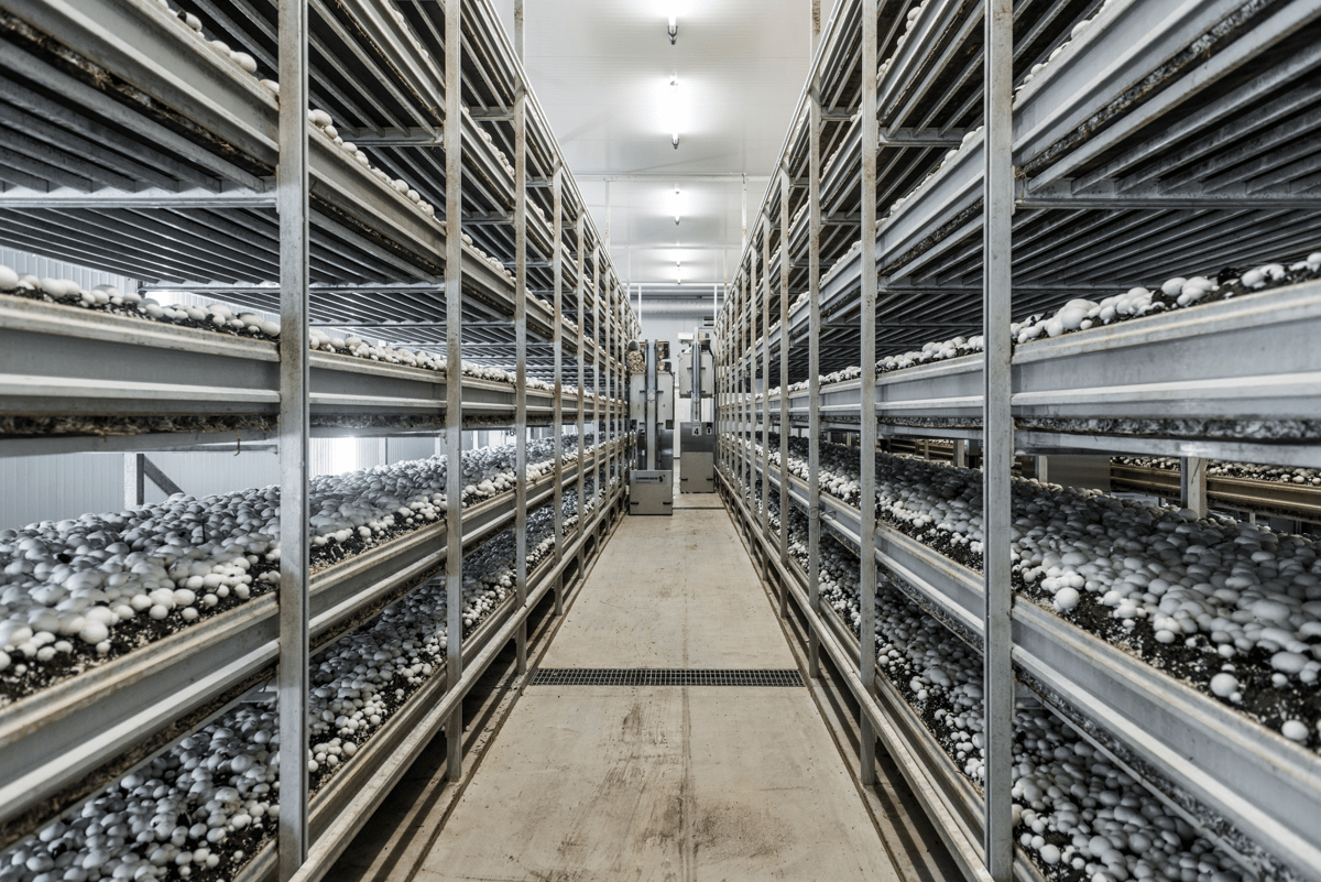 Harvesting Meadow Mushrooms