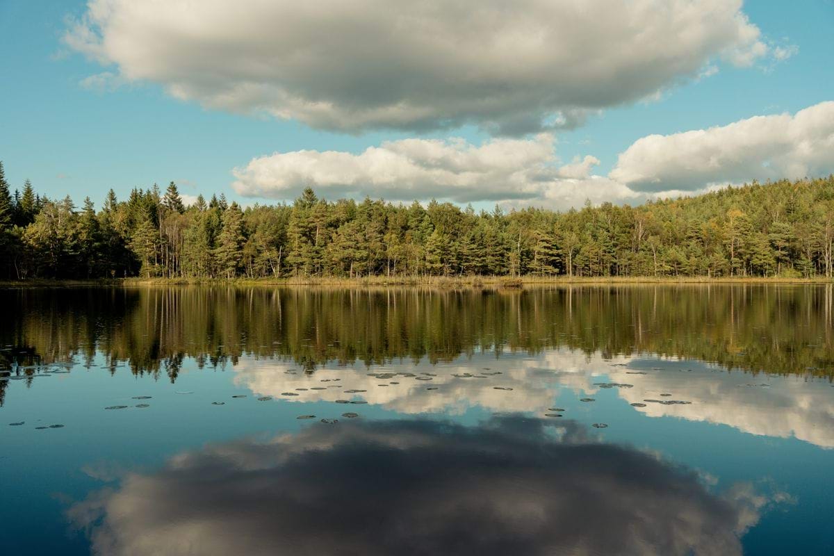 a lake with trees in the background