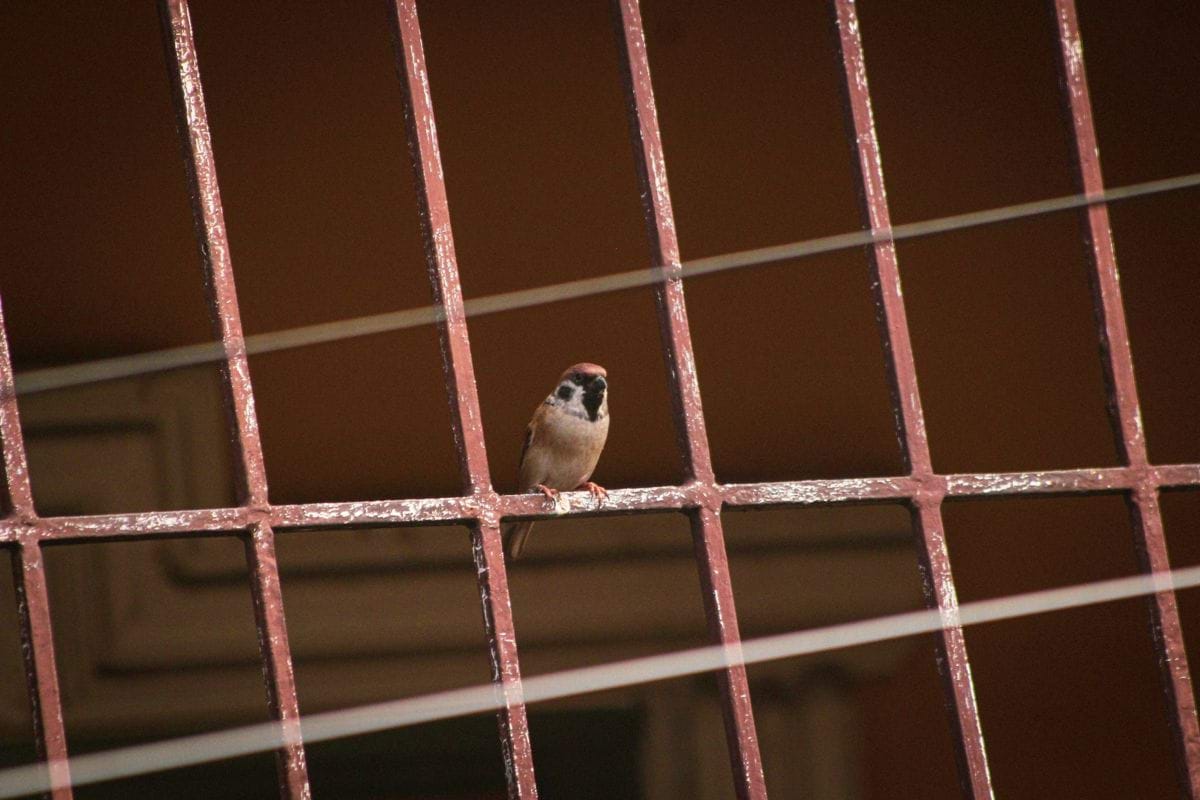 a small bird perched on a red fence