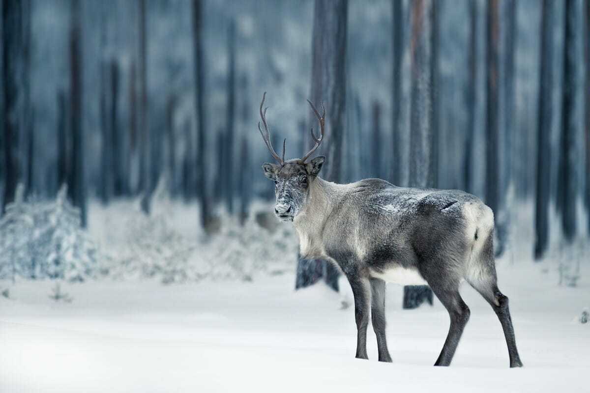 brown and white animal on snow covered ground during daytime