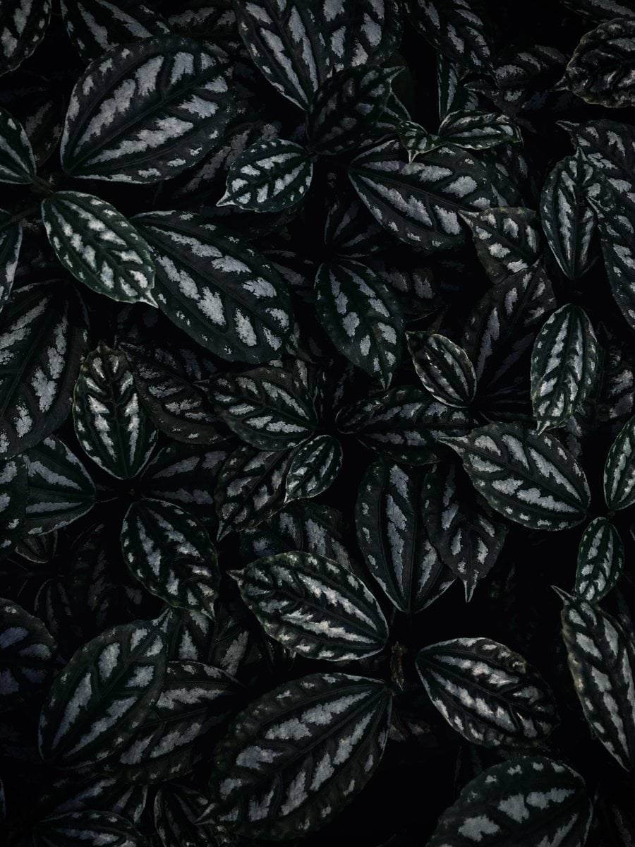 a close up of a black and white plant