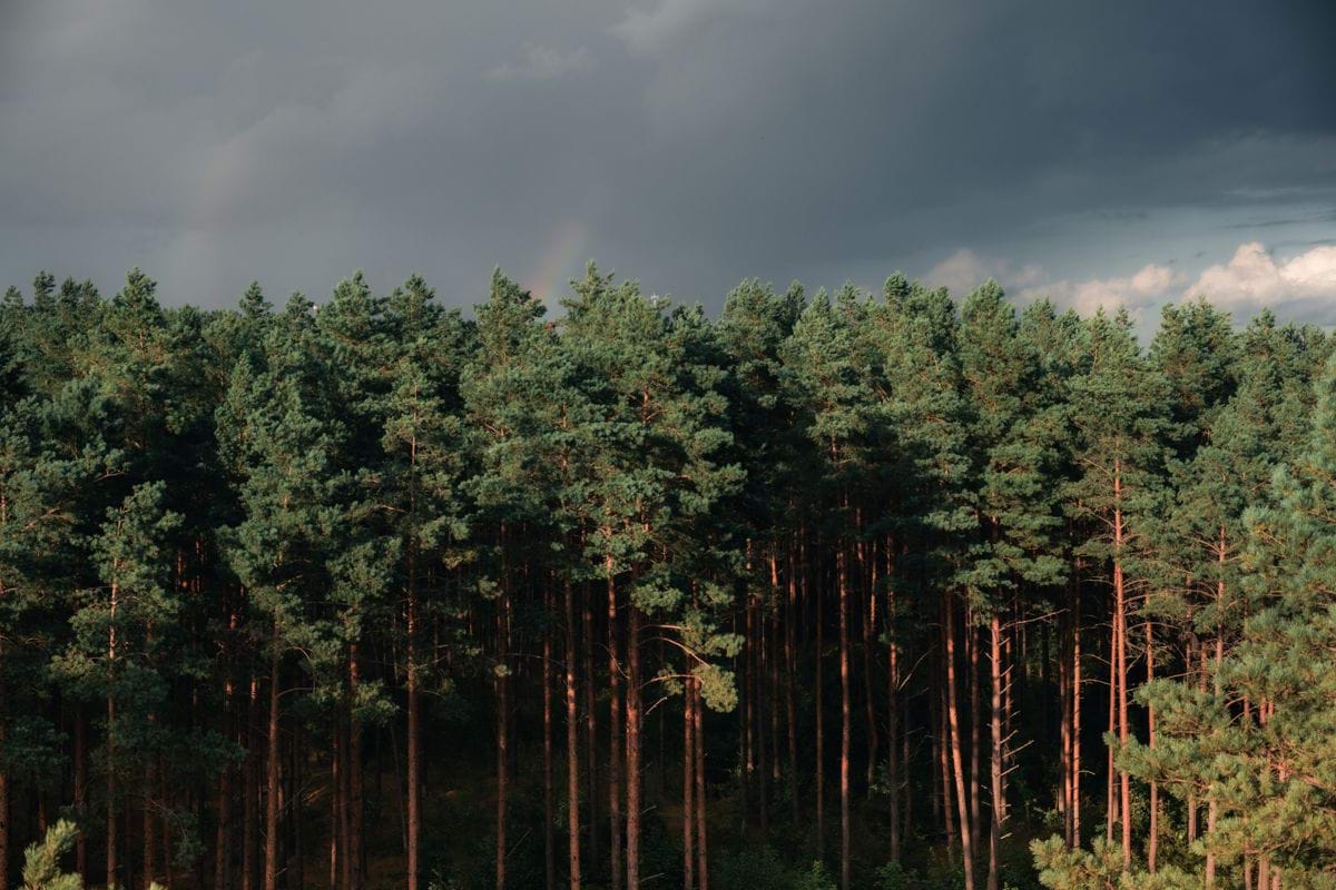 green trees under gray sky
