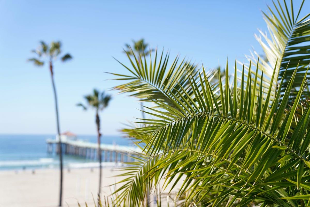 green palm plant near body of water during daytime