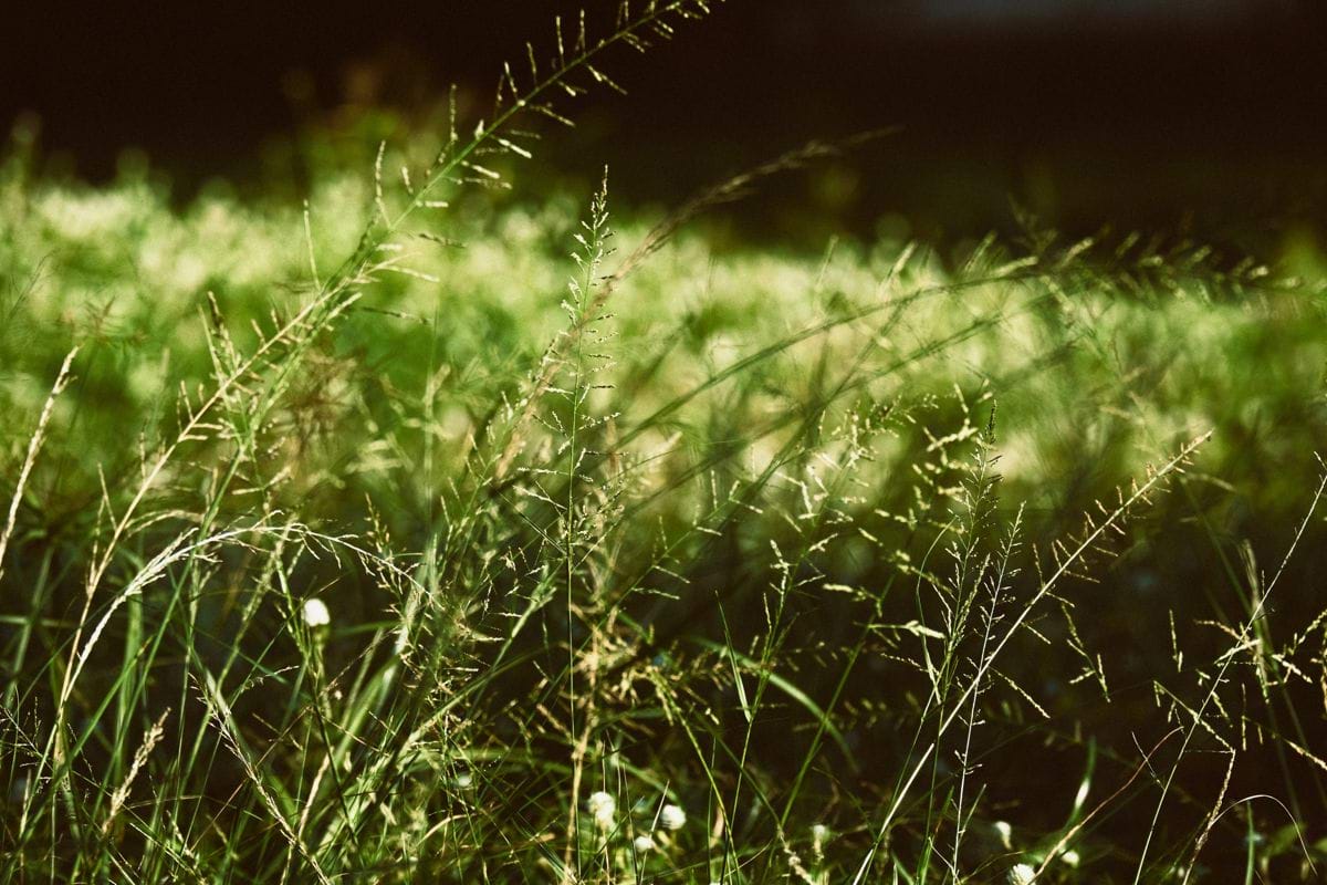 green grass with water droplets