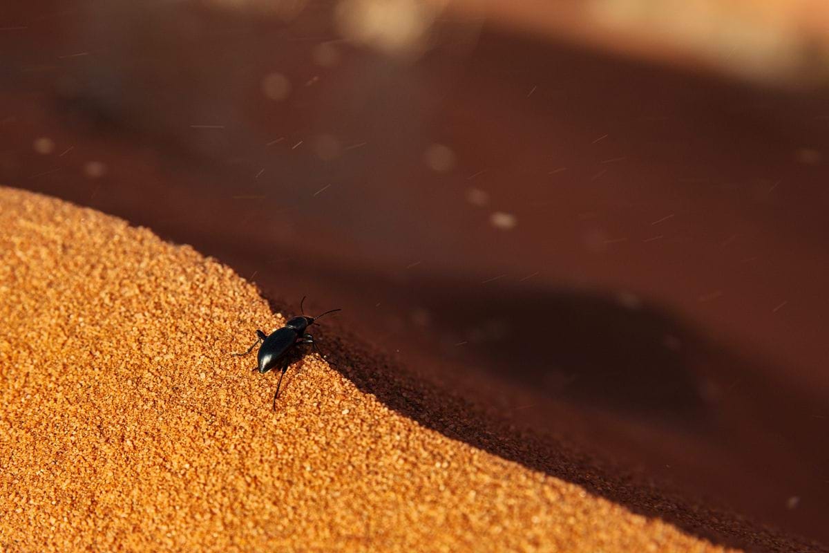 a bug sitting on top of a pile of sand