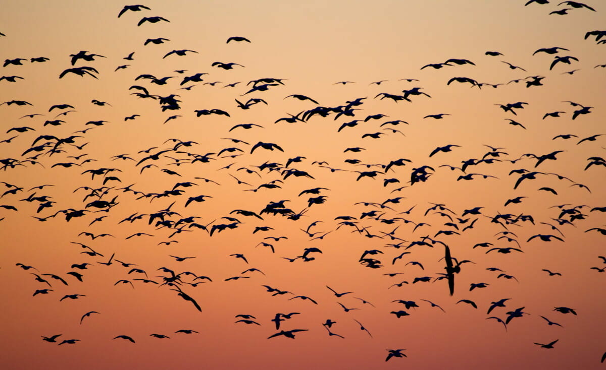 birds during golden hour