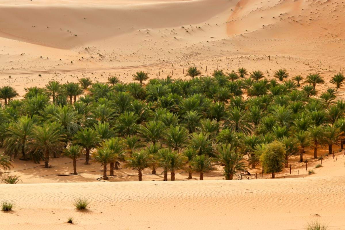 An oasis blooms amidst the desert sands