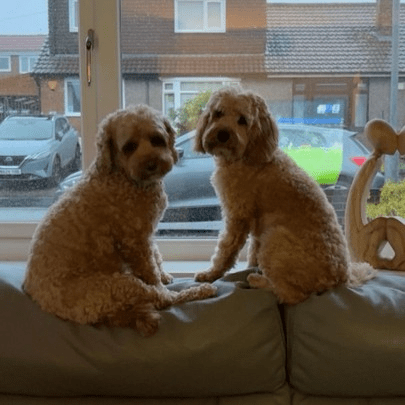 Teddy and Dottie.jpg