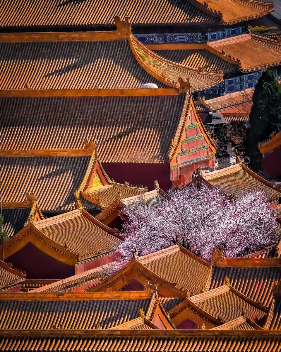 an aerial view of a building with a tree in the foreground