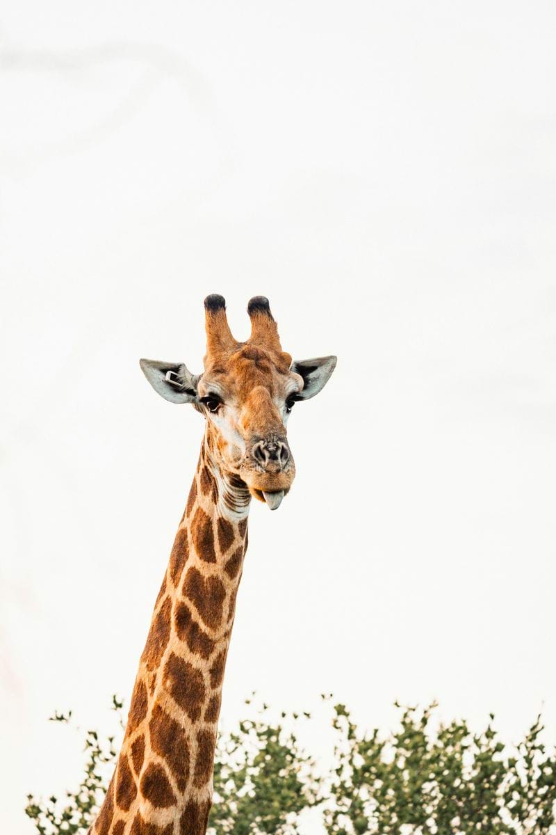 Giraffe head and neck above green foliage