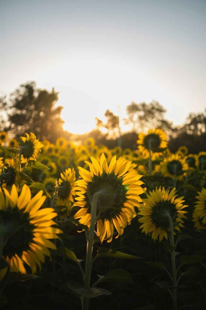 Field of sunflowers at sunset with trees in background