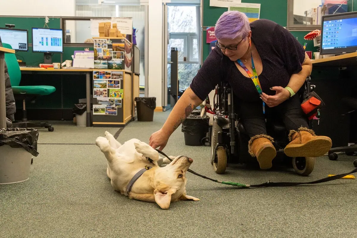 Woman in office stroking yellow labrador who is lying on floor