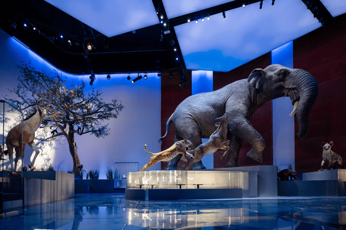 Immersive Experience Natural History Museum