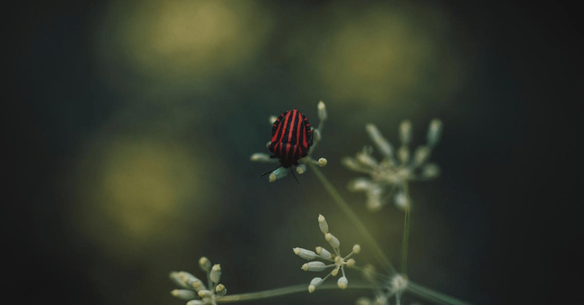 img-high-angle-view-red-black-beetle-plant (2).jpg