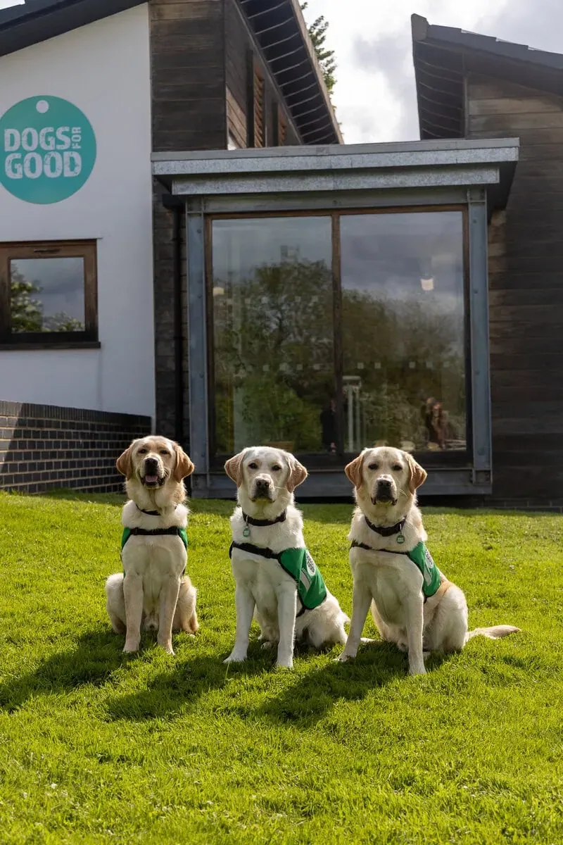 Three yellow labradors on grass outside Dogs for Good training centre