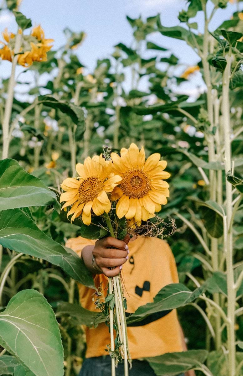 a person holding a bunch of sunflowers in a field