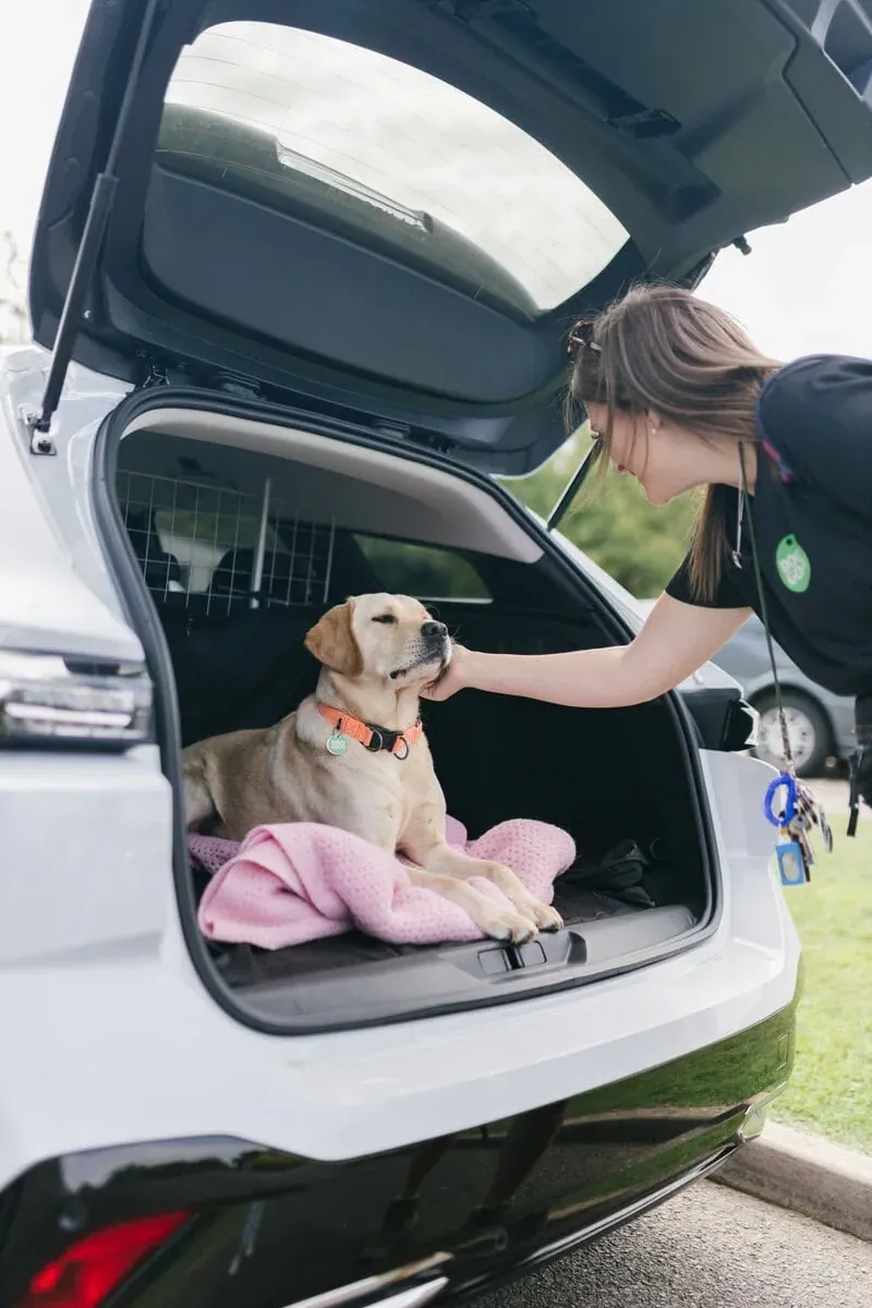 Yellow labrador learning how to settle in car with trainer