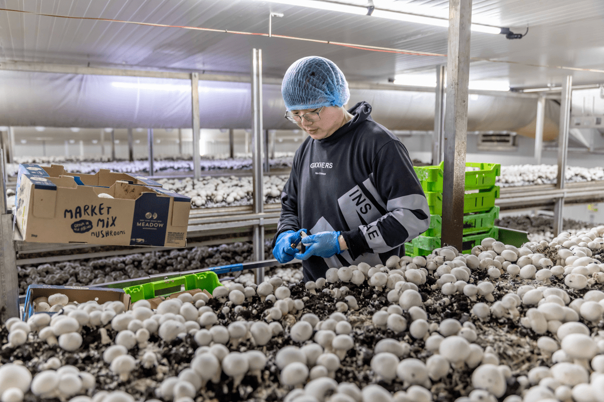 Harvesting Meadow Mushrooms