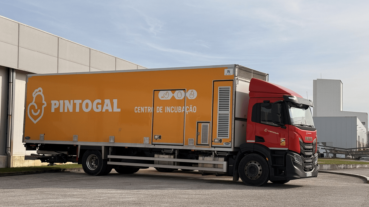Transporte Pintogal