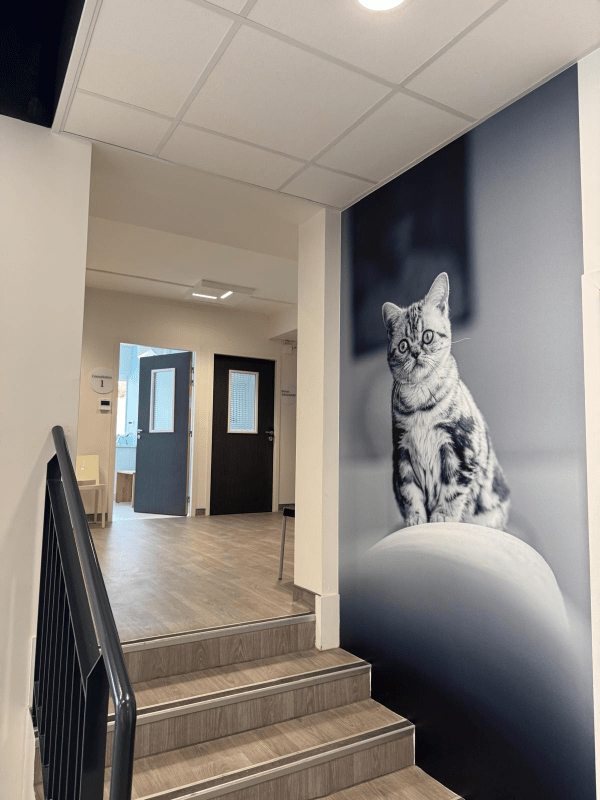 Escalier accueil vet24.jpg