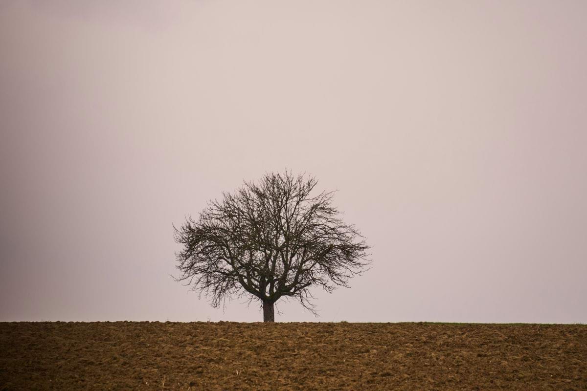 A lone tree in a field under a cloudy sky