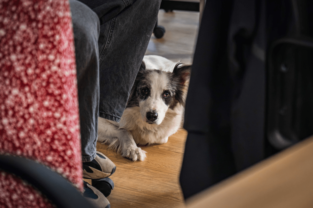 Un chien noir et blanc couché sur le parquet de l'open space regarde l'objectif