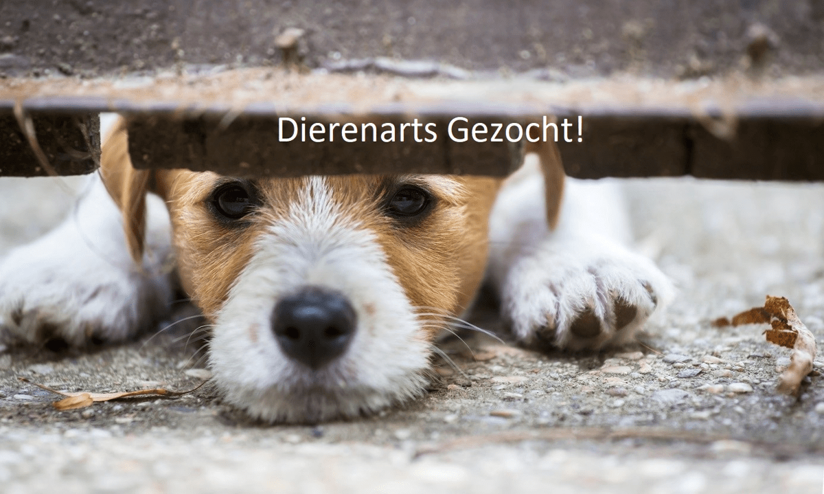 dierenarts gezocht!.jpg