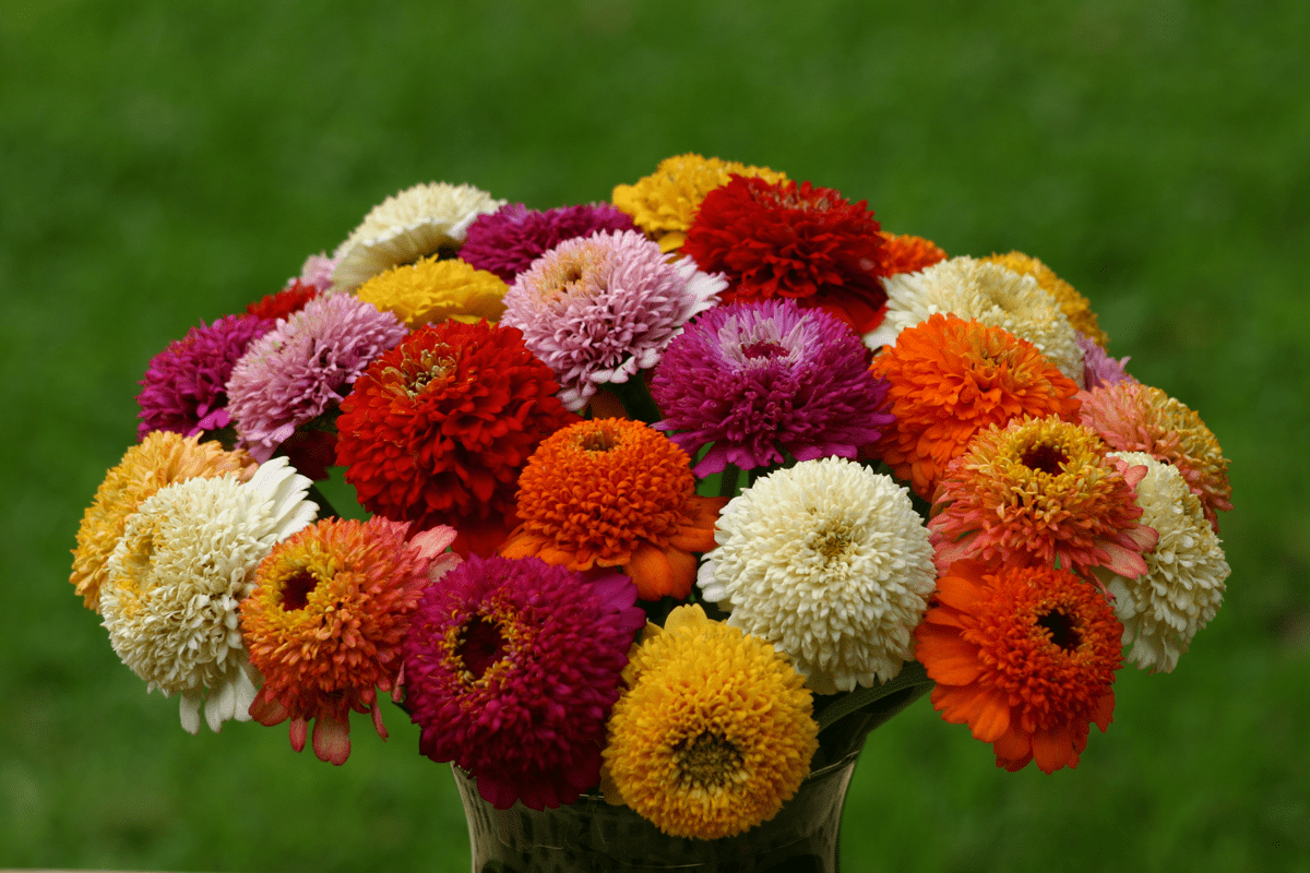 Zinnia-Zinderella Mix-490390-Bild 18076-2.jpg