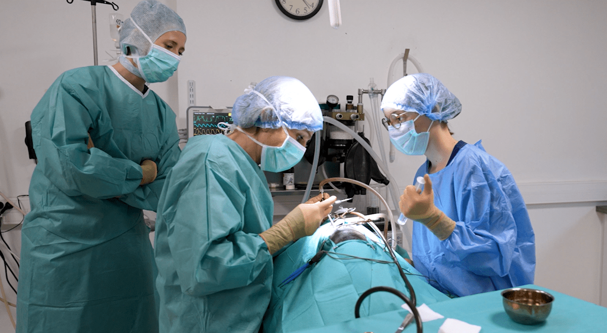 Dr. Vet. Bolland chirurgie Nordvet.png