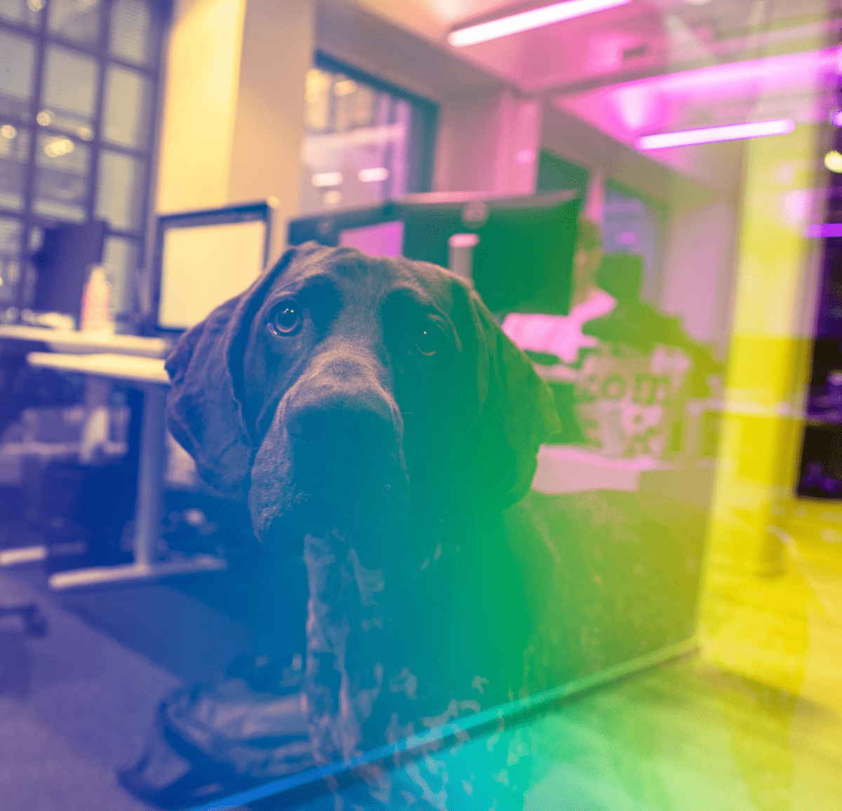 Office dog looking through a glass wall