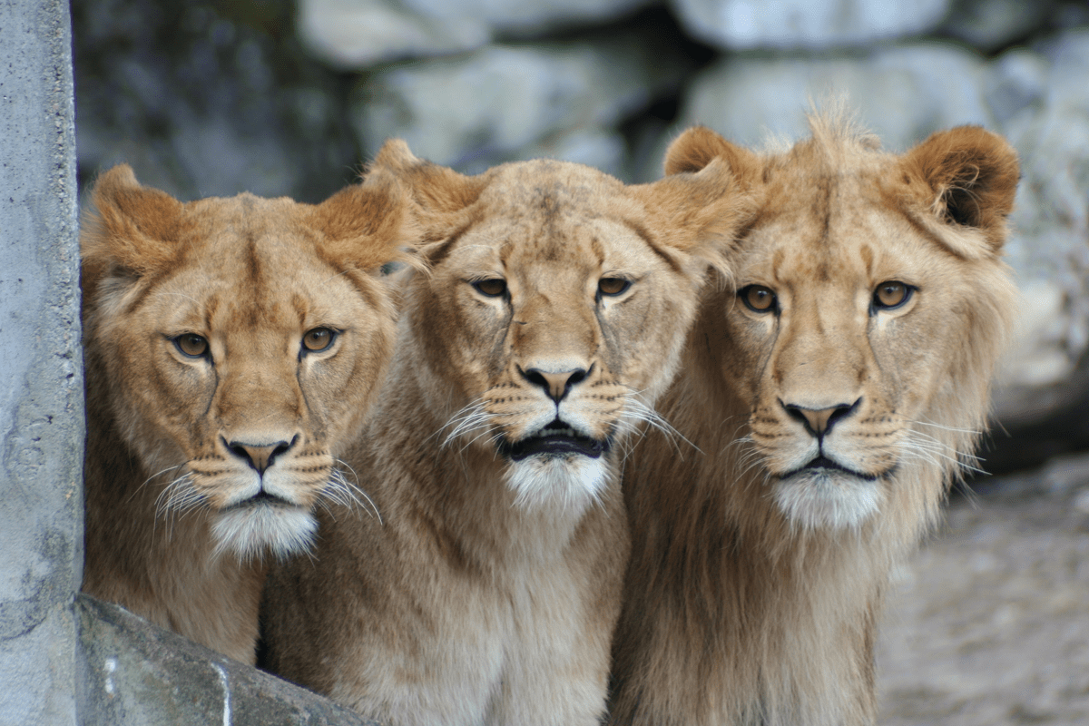 Borås Djurpark - Tre Lejon.jpg