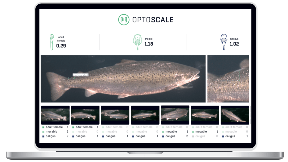 Lus laks webportal.png