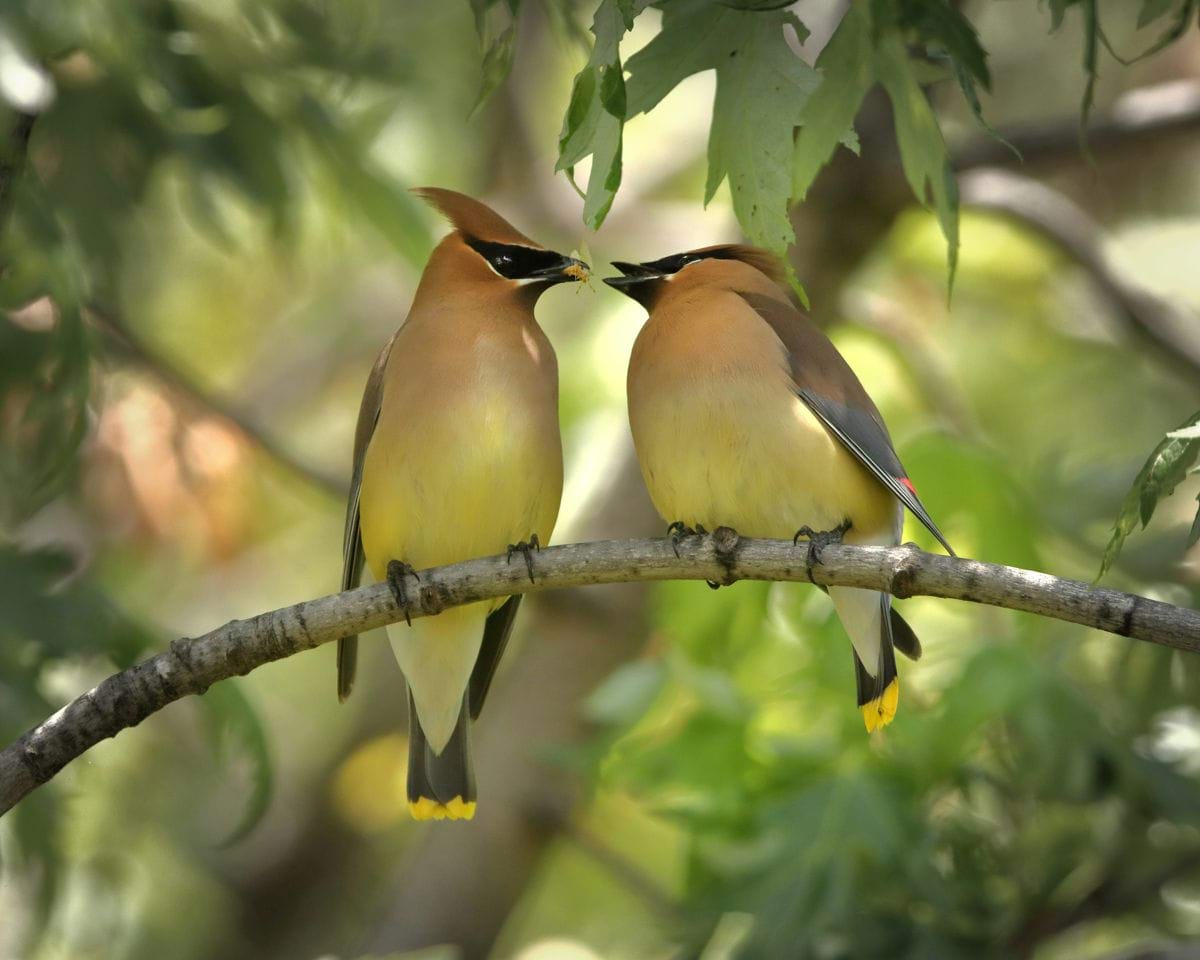 selective focus photography of yellow-and-black lovebirds