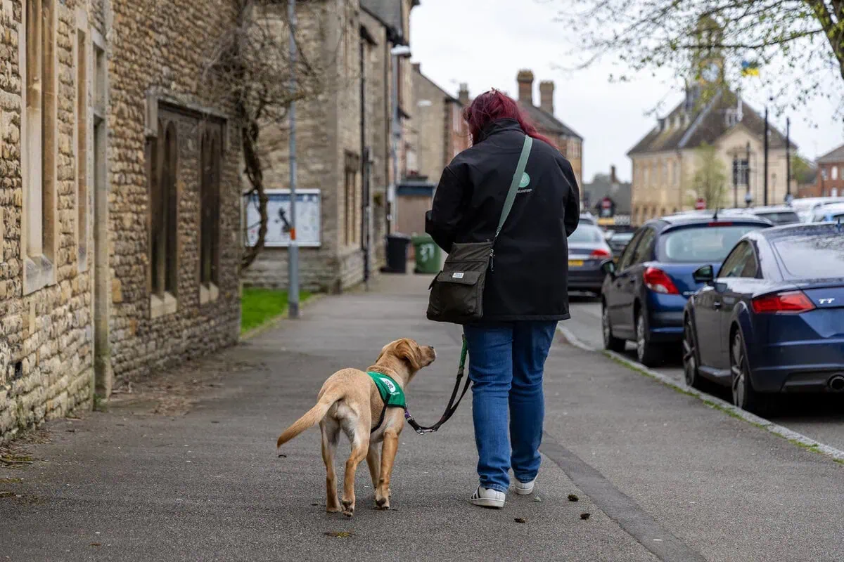 Volunteer training puppy to walk on lead alongside road