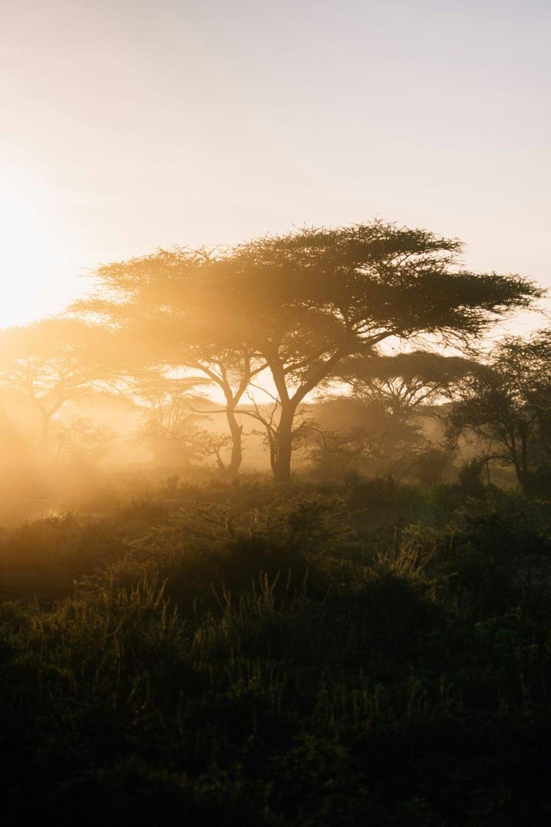 Golden light illuminates trees in a hazy landscape.